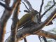 Red-stained Woodpecker (Veniliornis affinis)