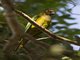Peach-fronted Parakeet (Aratinga aurea)