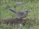Chalk-browed Mockingbird (Mimus saturninus)