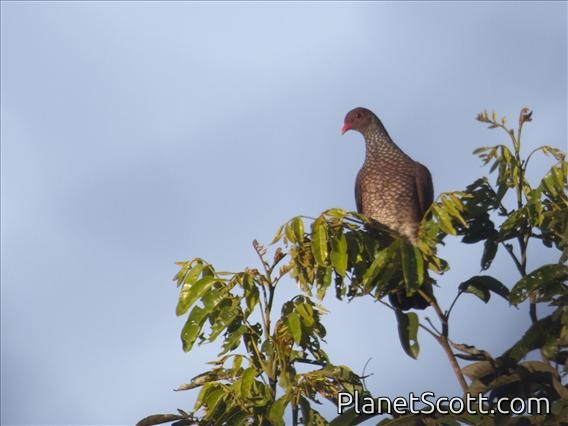 Scaled Pigeon (Patagioenas speciosa)