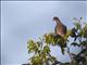 Scaled Pigeon (Columba speciosa)