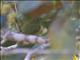 Helmeted Manakin (Antilophia galeata) - Female