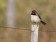 Black-throated Saltator (Saltator atricollis)