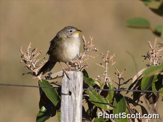 Wedge-tailed Grass-Finch (Emberizoides herbicola)