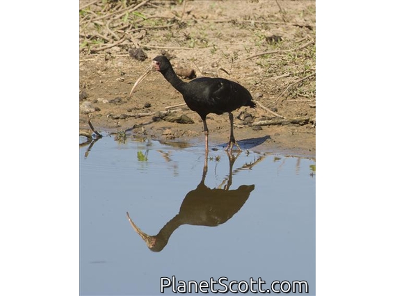 Bare-Faced Ibis (Phimosus infuscatus)