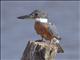 Ringed Kingfisher (Megaceryle torquata)