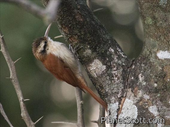 Narrow-billed Woodcreeper (Lepidocolaptes angustirostris)