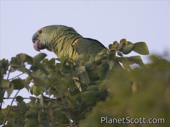 Blue-fronted Parrot (Amazona aestiva)