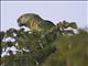 Blue-fronted Parrot (Amazona aestiva)