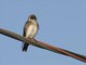 Southern Rough-winged Swallow (Stelgidopteryx ruficollis)