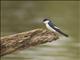 White-winged Swallow (Tachycineta albiventer)