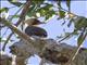 Pale-crested Woodpecker (Celeus lugubris)