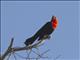 Scarlet-headed Blackbird (Amblyramphus holosericeus)