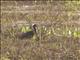 Muscovy Duck (Cairina moschata) - Wild