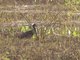 Muscovy Duck (Cairina moschata) - Wild