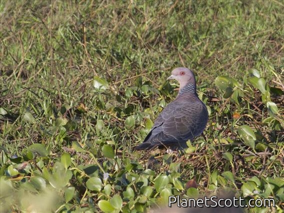 Picazuro Pigeon (Patagioenas picazuro)