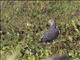 Picazuro Pigeon (Columba picazuro)