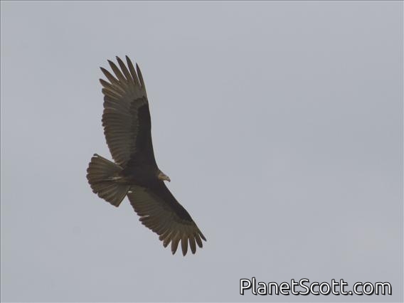 Lesser Yellow-headed Vulture (Cathartes burrovianus)