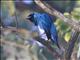Swallow Tanager (Tersina viridis)