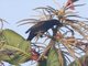 Epaulet Oriole (Icterus cayanensis)