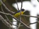 Violaceous Euphonia (Euphonia violacea)