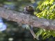 Weids Black-tufted-ear Marmoset (Callithrix kuhlii)