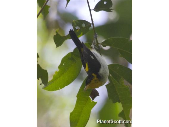 Yellow-backed Tanager (Hemithraupis flavicollis)