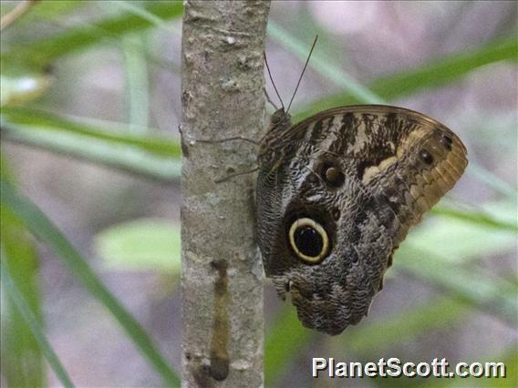 Pale Owl Butterfly (Caligo telamonius)