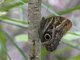 Blue Morpho Butterfly (Ithomiinae peleides)