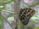 Pale Owl Butterfly (Caligo telamonius)