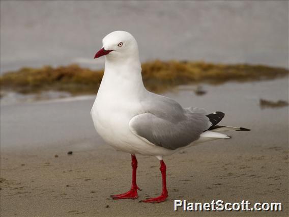 Silver Gull (Larus novaehollandae)