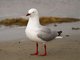 Red-billed (Larus scopulinus)