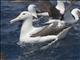 Royal Albatross (Diomedea epomophora) - Southern