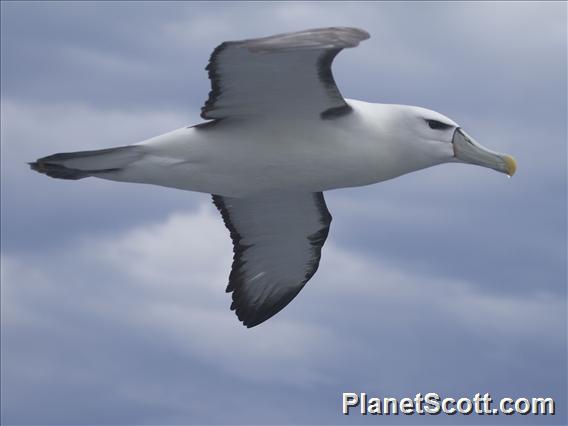 White-Capped Albatross (Diomedea cauta)