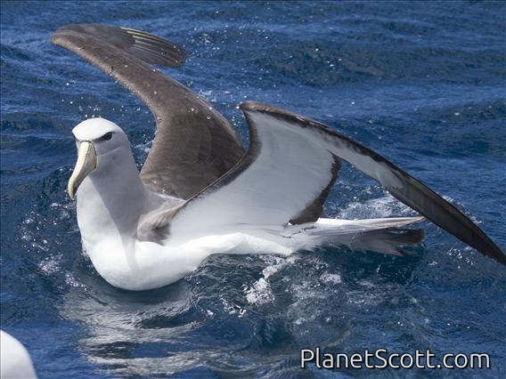 Salvin's Albatross (Thalassarche salvini)