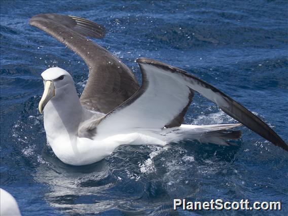 Shy Albatross (Diomedea cauta) - Salvin's