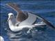 Shy Albatross (Diomedea cauta) - Salvins