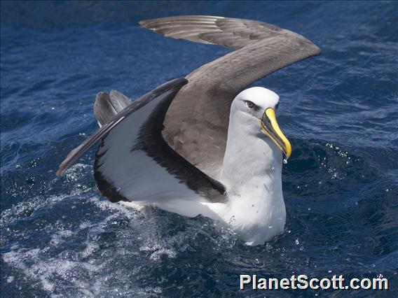 Buller's Albatross (Diomedea bulleri)
