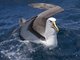 Bullers Albatross (Diomedea bulleri)