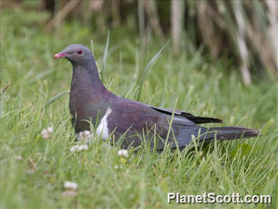 New Zealand Pigeon (Hemiphaga novaeseelandiae) - Juvenile