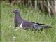 New Zealand Pigeon (Hemiphaga novaeseelandiae) - Juvenile