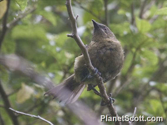 New Zealand Bellbird (Anthornis melanura) - Female