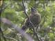 New Zealand Bellbird (Anthornis melanura) - Female