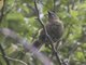 New Zealand Bellbird (Anthornis melanura) - Female