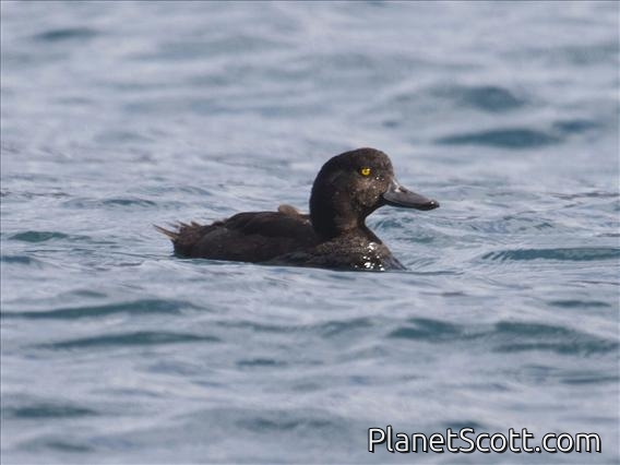 New Zealand Scaup (Aythya novaeseelandiae)