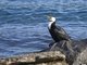 Little Pied Cormorant (Phalacrocorax melanoleucos)