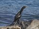 Little Pied Cormorant (Phalacrocorax melanoleucos) - Juvenile