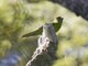 Yellow-fronted Parakeet (Cyanoramphus auriceps)