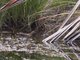 Baillons Crake (Porzana pusilla)