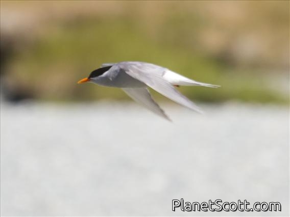 Black-fronted Tern (Chlidonias albostriatus)
